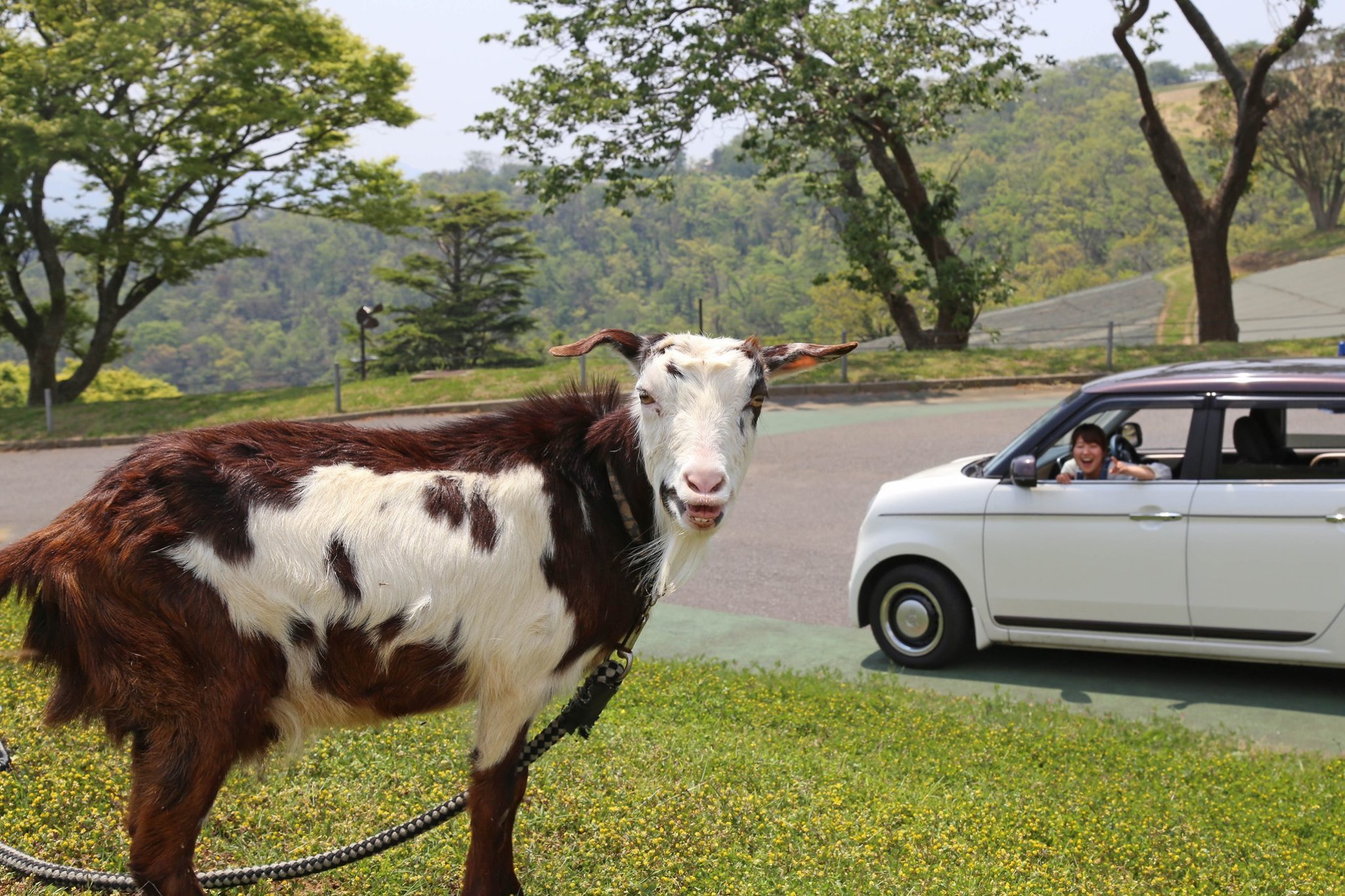 千葉のマザー牧場がドライブスルー動物園として再開