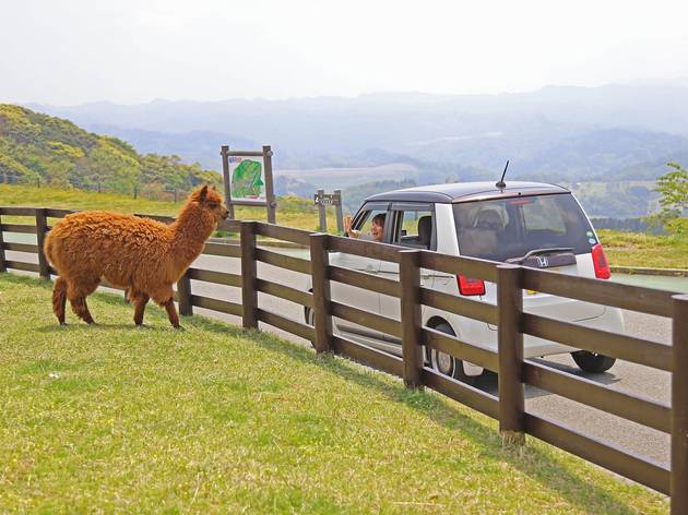 Mother Farm In Chiba Has Reopened As A Drive Through Animal Park