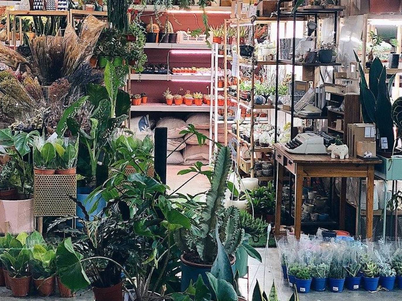 15 Best Plant Shops in Singapore For Starting Your Indoor Garden