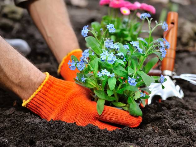 The Chicago Park District is selling flowers that it can’t plant this spring planting flowers