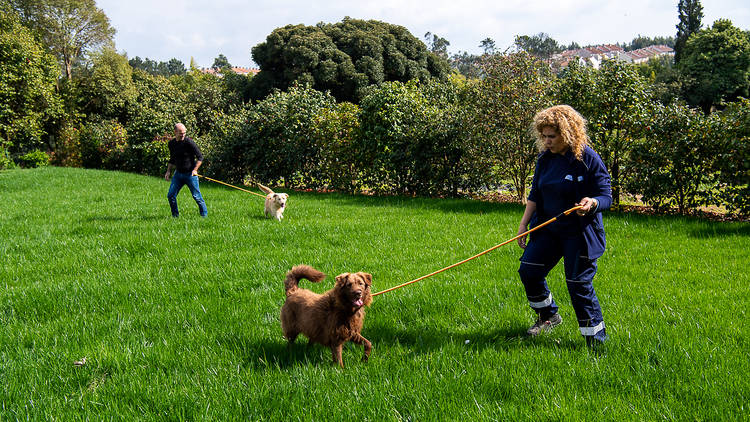 Centro de Recolha Oficial de Animais