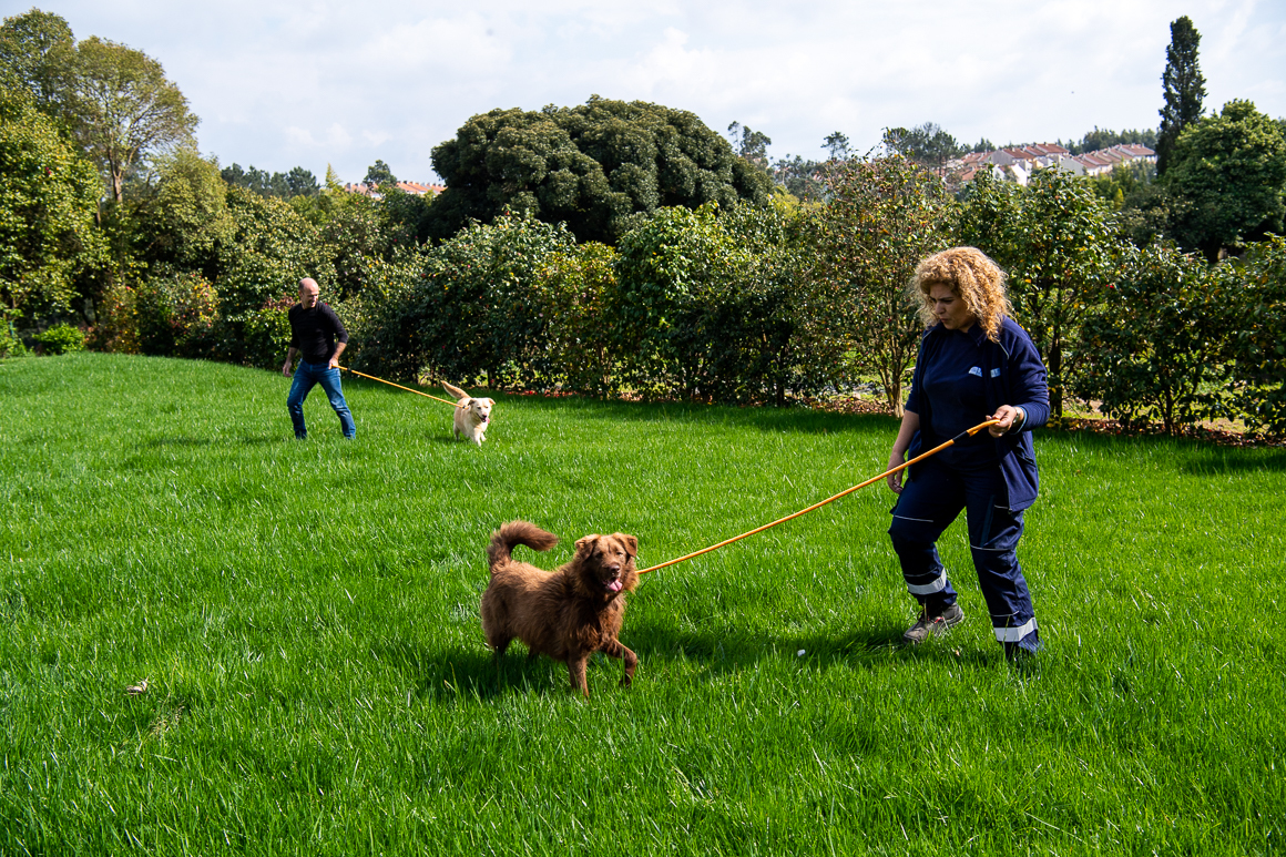 Uma Uber só para pet sitting? Chama-se Sowapi e já está em Portugal