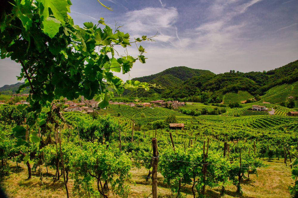 Prosecco vineyards in Italy