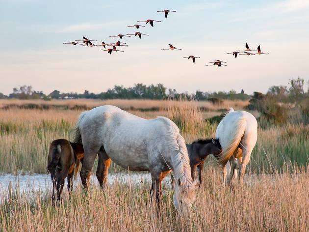 Camargue Camargue