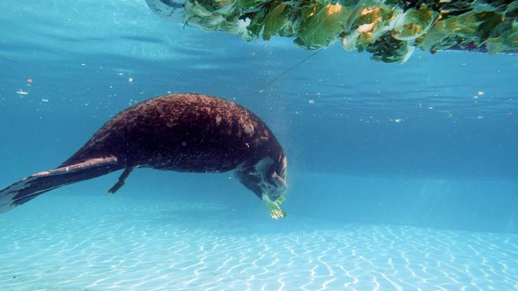 Dugongs near Ju Hoi cape 