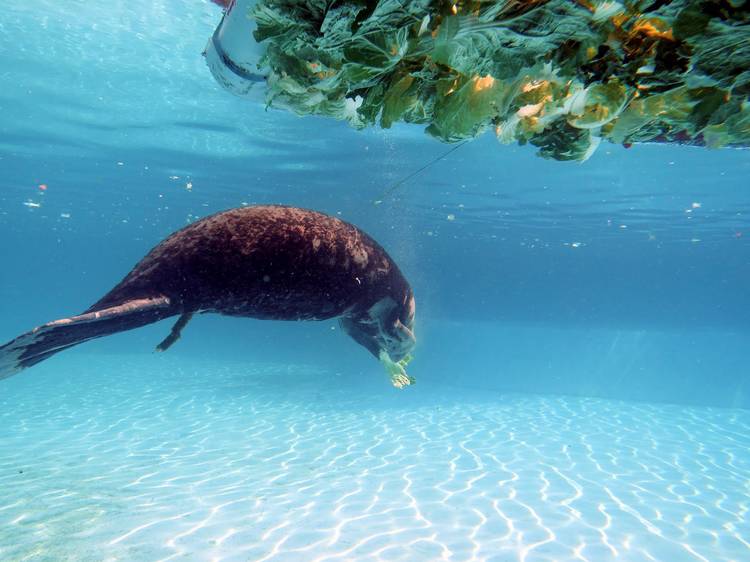 Dugongs near Ju Hoi cape 