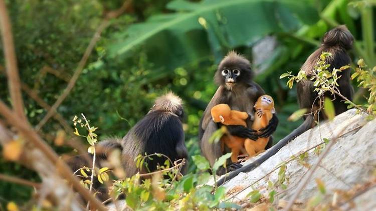 Langur