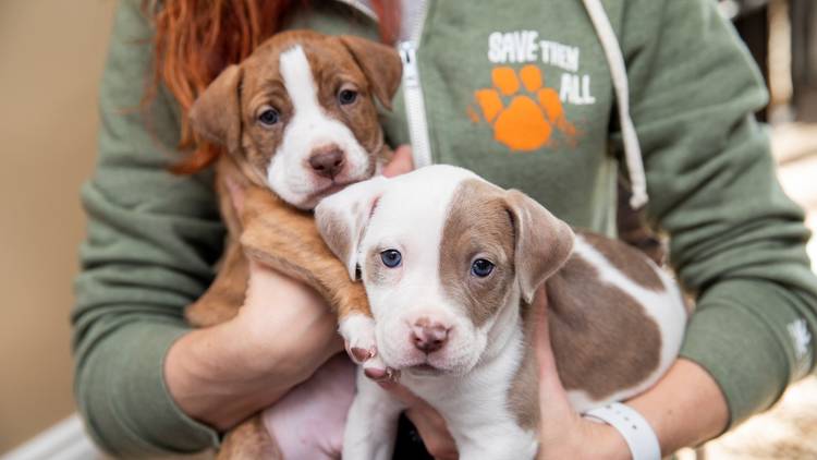 Best Friends puppies