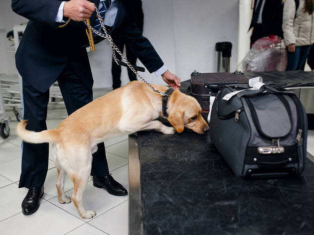 Perro rastreador Perro rastreador