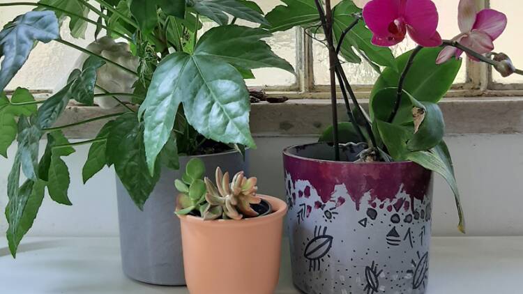 Uma ideia que floresce