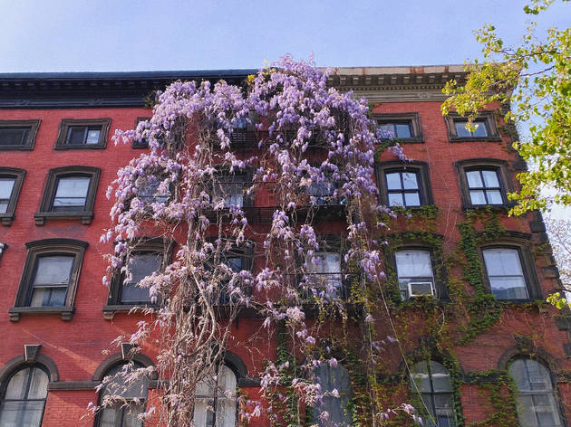 This NYC map shows the best spots to see gorgeous wisteria right now Wisteria on apartment building