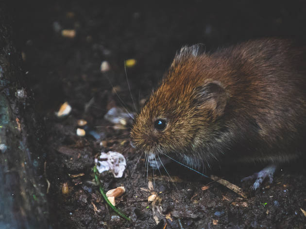 Sydney’s suburbs are being invaded by a plague of cannibalistic rats. Really... Sydney’s suburbs are being invaded by a plague of cannibalistic rats. Really...