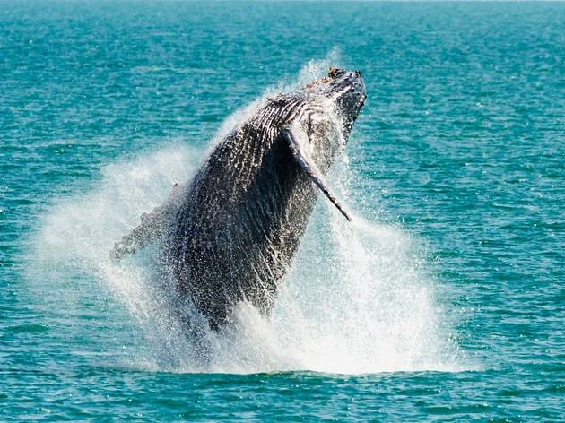 Humpback whale breaching Kiama Humpback whale breaching Kiama