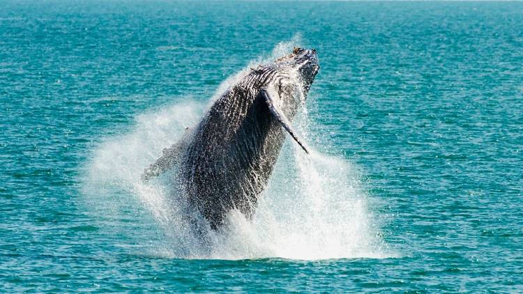 Take to the water for some whale watching