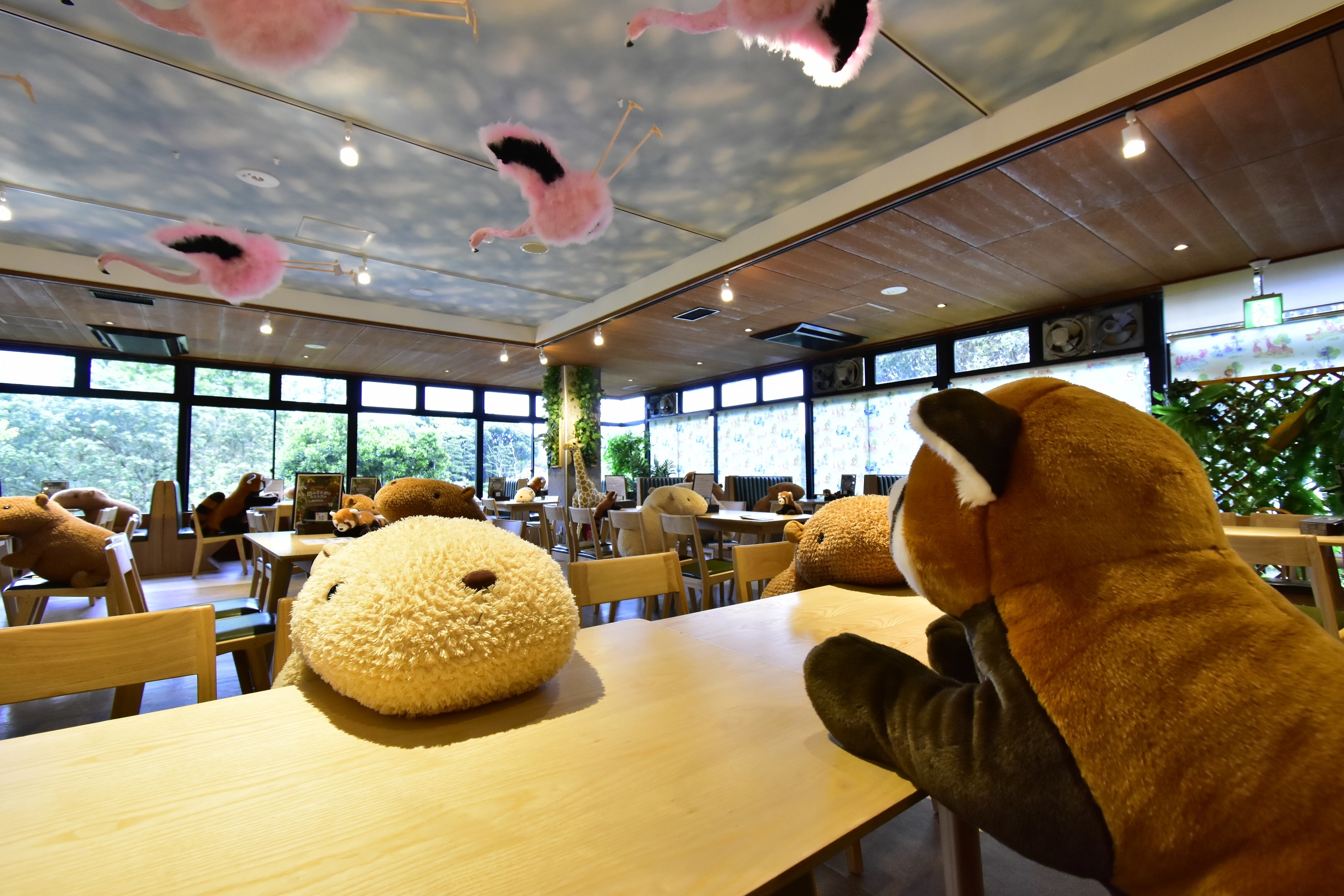 Izu Shaboten Zoo social distancing
