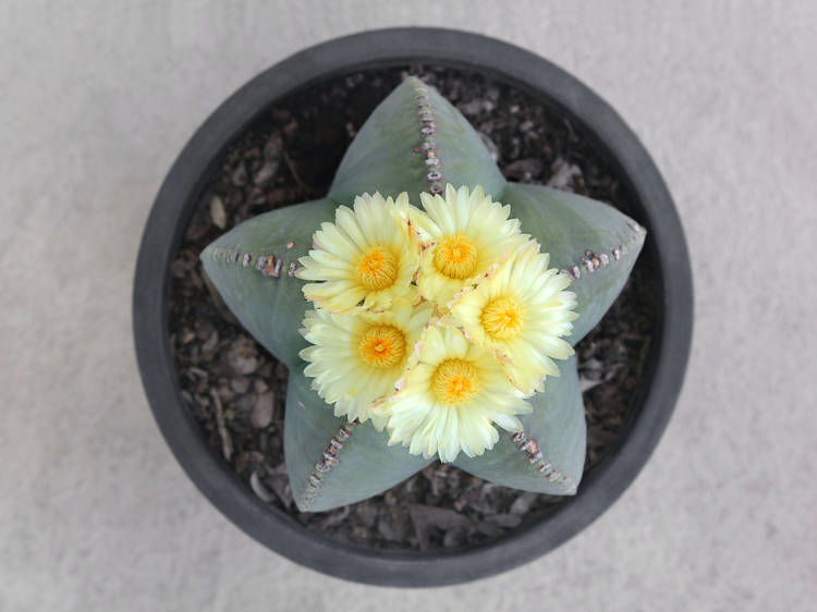 หมวกสังฆราช (Bishop's Cap Cactus)