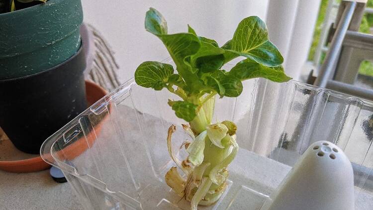 Regrowing vegetables