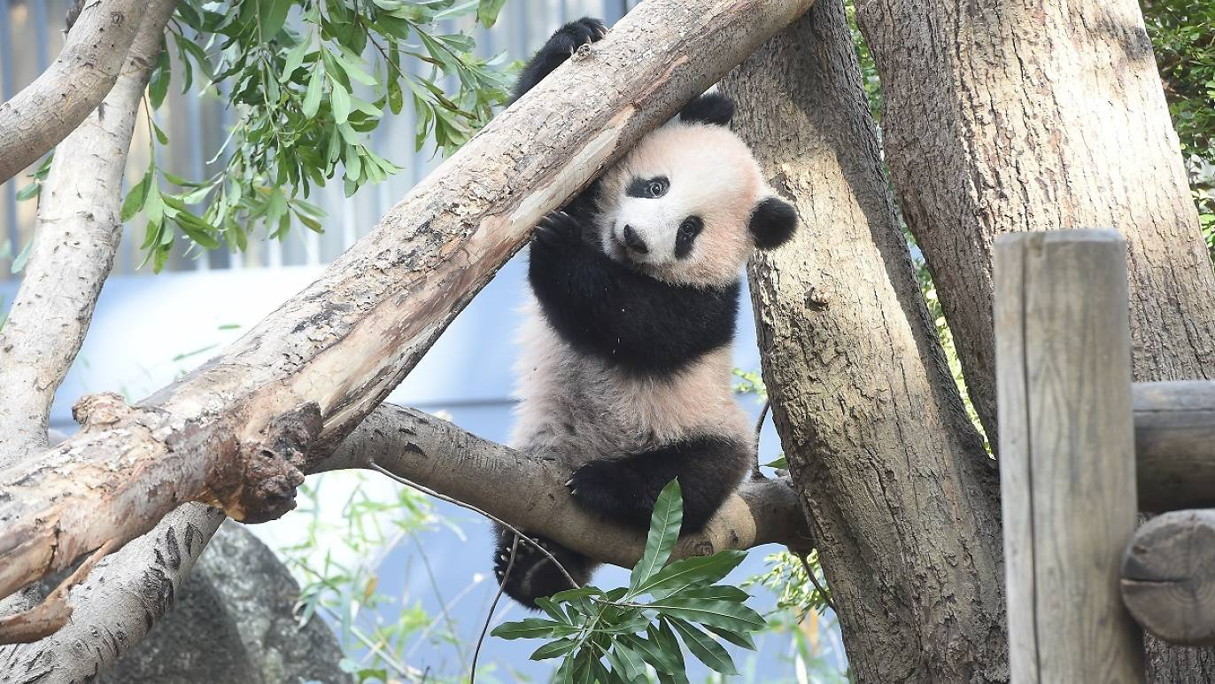 おめでとうシャンシャン 上野動物園のパンダ生誕3周年企画