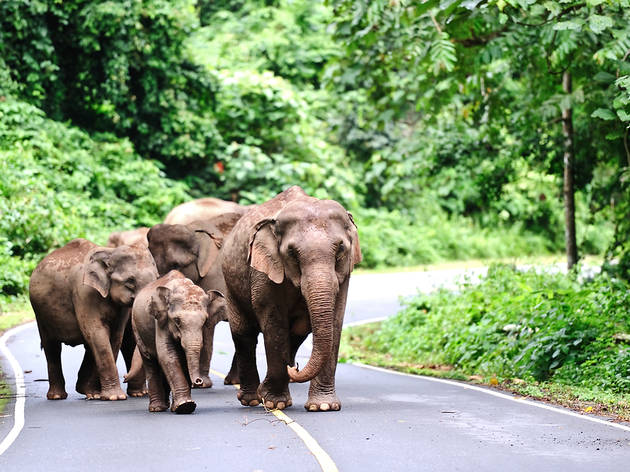 Elephants in Thailand national park Elephants in Thailand national park