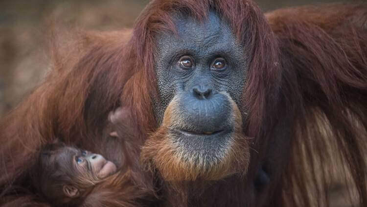 A Virtual Day at Chester Zoo