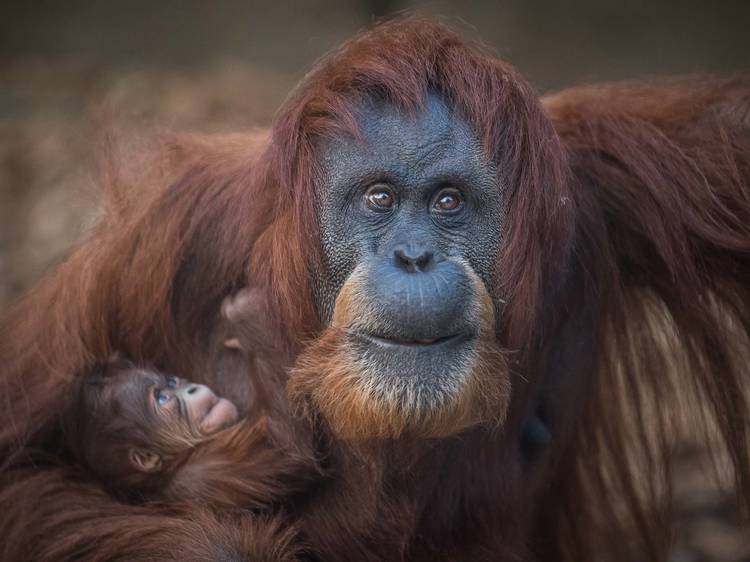 A Virtual Day at Chester Zoo