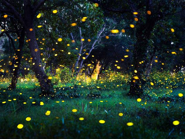 Watch the Great Smoky Mountains' famous fireflies online Watch the Great Smoky Mountains' famous fireflies online