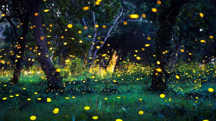 Fireflies Cherry Blossom