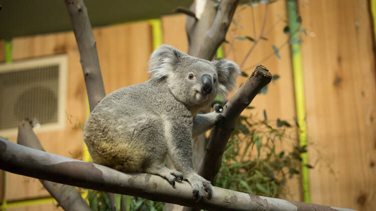 Daily webcam from Edinburgh Zoo