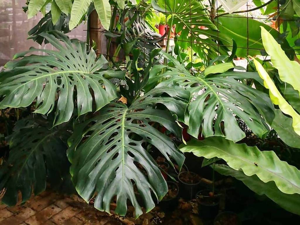 12 Best Online Plant Delivery Shops in Singapore