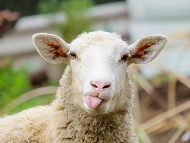 This Facebook Page Is Organising A Bleating Session Tonight To Support Frontline Workers