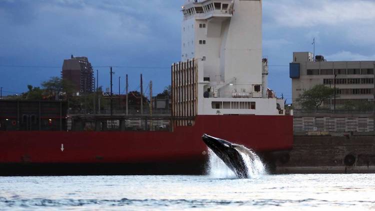 Humpback Whale Montreal