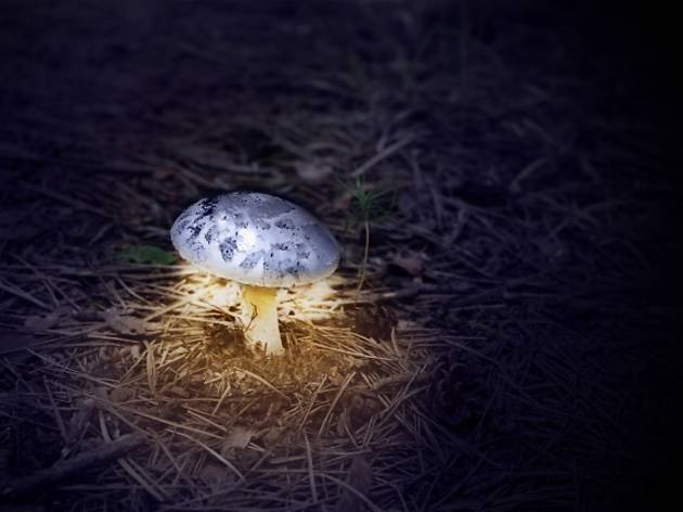 Glowing Mushroom Glowing Mushroom