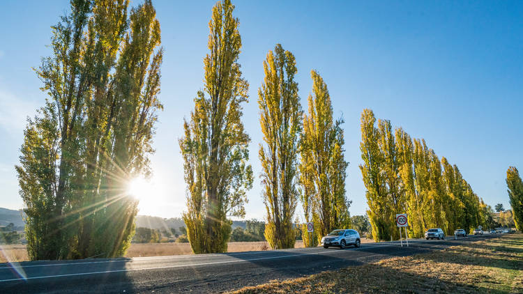 Buckle up for a scenic drive