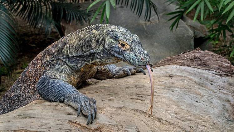 Komodo dragon