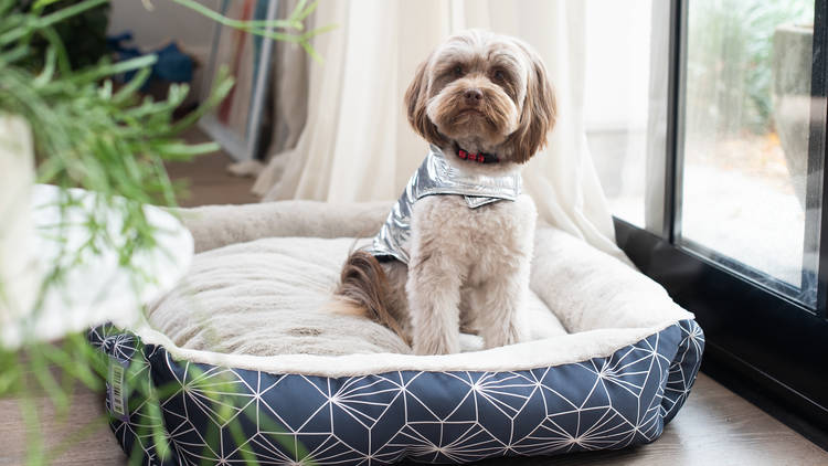 Dog on bed