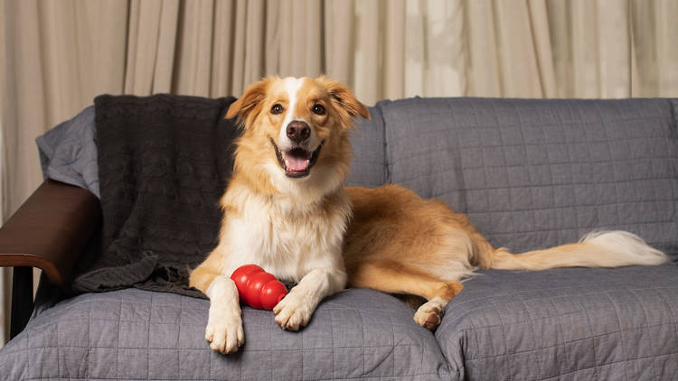 dog on couch with kong