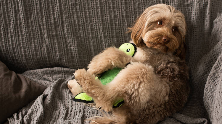 Dog on lounge hugging turtle toy