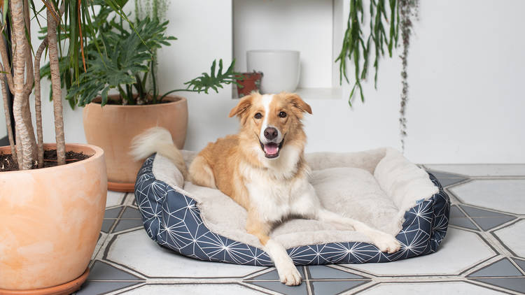 dog on bed with plants