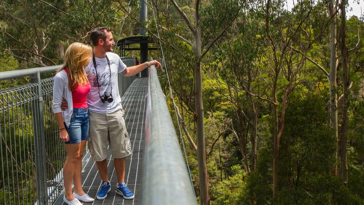 Otway Fly Treetop Adventures (Photograph: Supplied/Otway Fly)