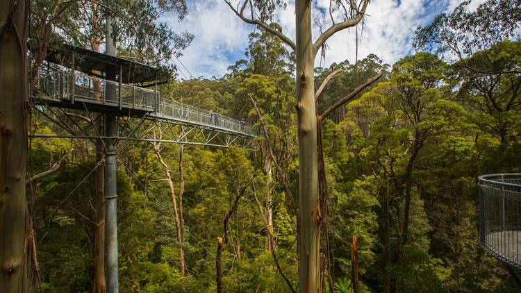 Otway Fly Treetop Adventures (Photograph: Supplied/Otway Fly)