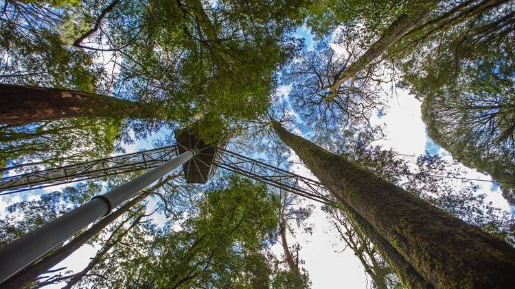 Otway Fly Treetop Adventures (Photograph: Supplied/Otway Fly )