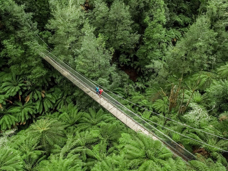 Tarra Bulga National Park, VIC