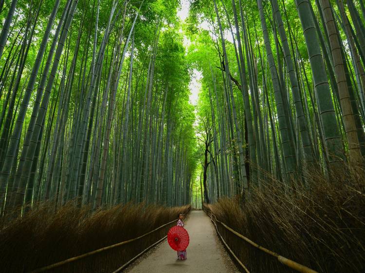 嵐山竹林（京都府）