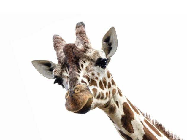 Zoo de Lisboa Zoo de Lisboa, Animal, Girafa