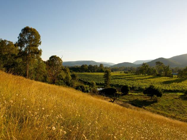 View of vineyards in the King Valley King Valley vista