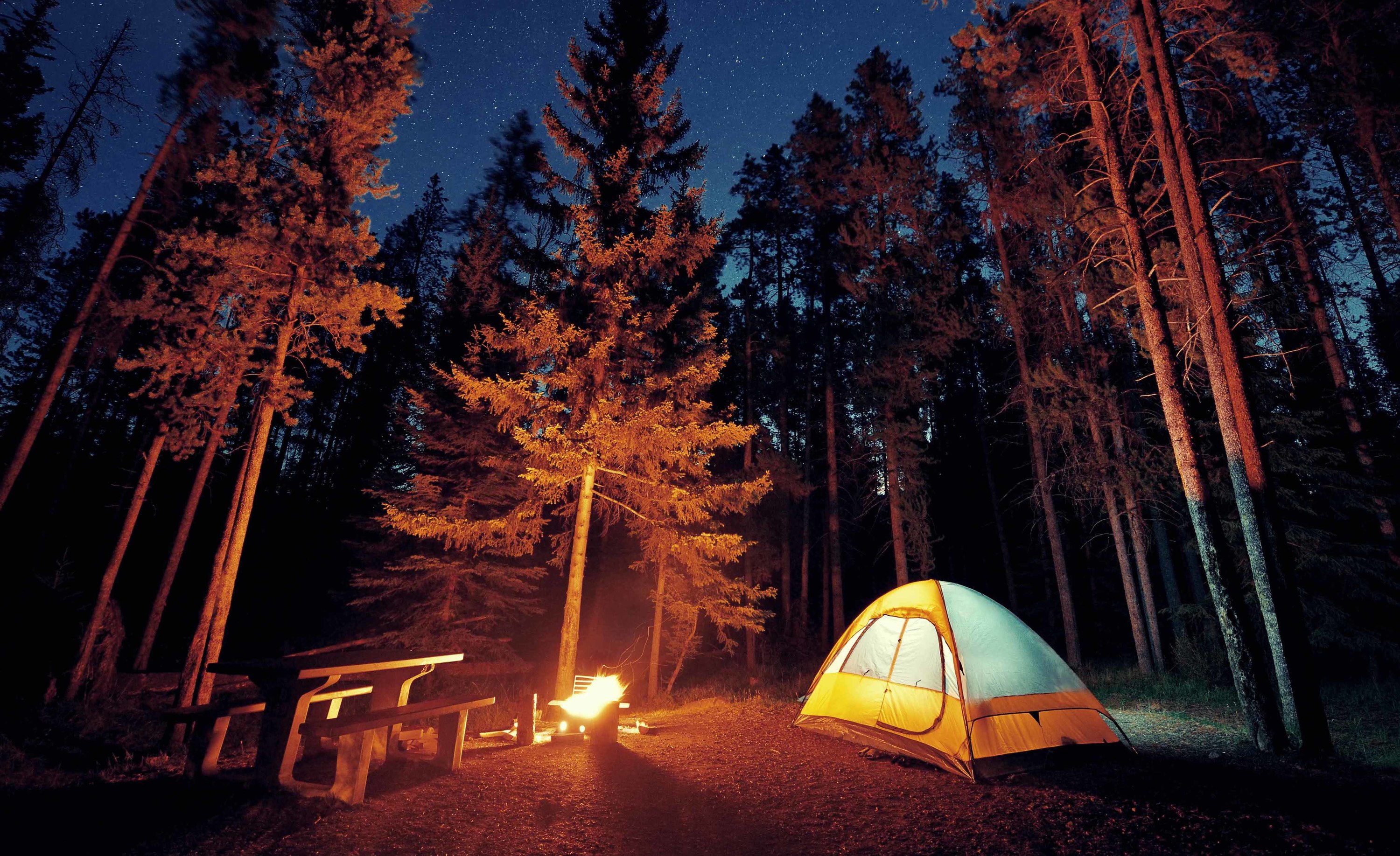 20++ Forest For Camping Near Me