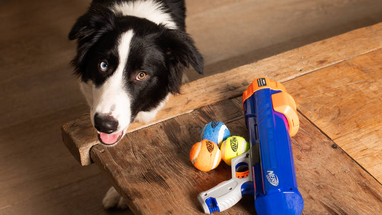Nerf Blaster Nerf Blaster
