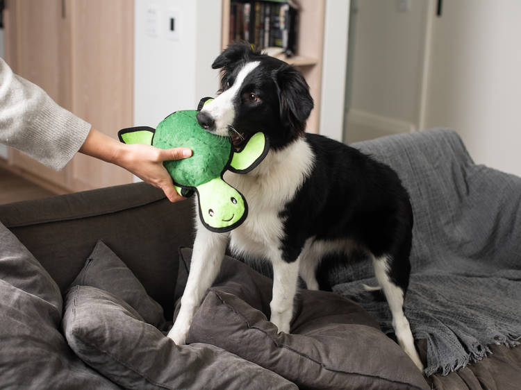 Spoil your best friend with these five dog toys and treats