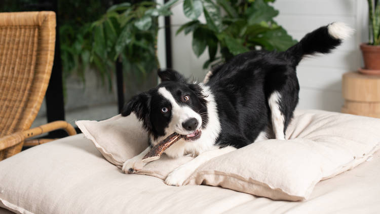 Dog with toy petstock