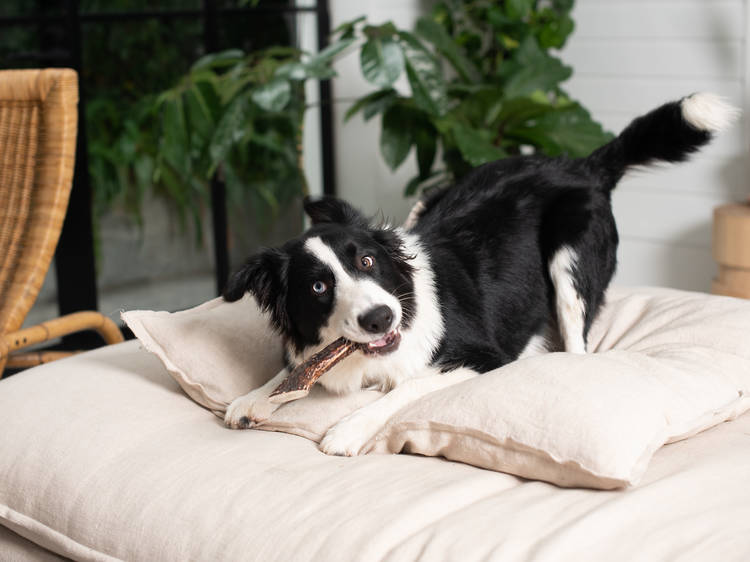 Dog with toy petstock